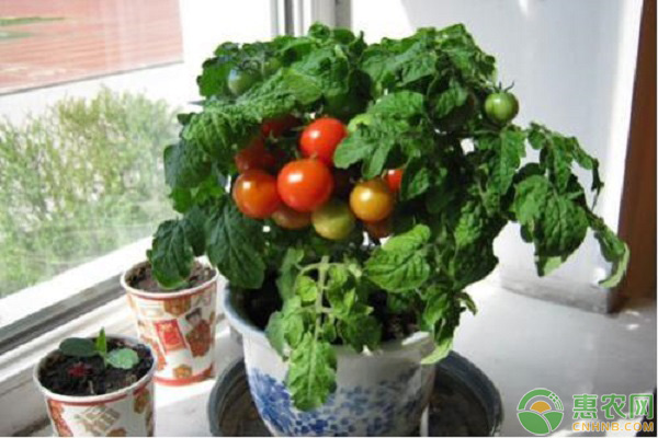 陽(yáng)臺(tái)<a href='http://www.iweekee.cn/t/116660.html' class='j-href' target='_blank'><span style='color:#FF8001'>盆栽番茄</span></a>