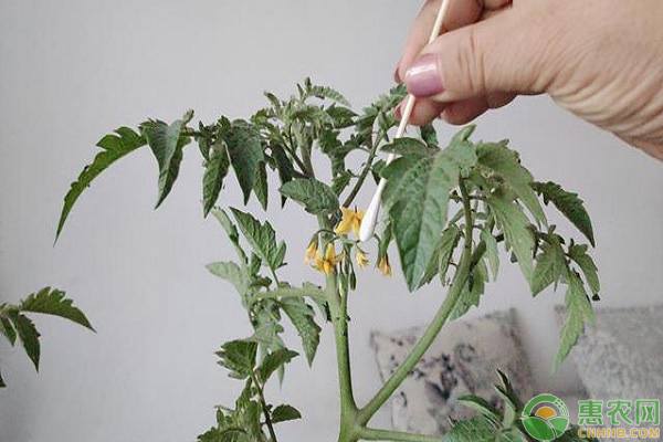 陽(yáng)臺(tái)盆栽番茄種植方法