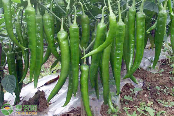 國(guó)家無公害農(nóng)蔬菜生產(chǎn)技術(shù)規(guī)范