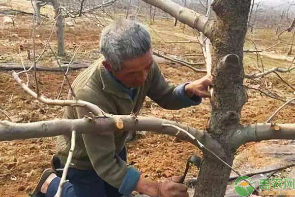 松脂酸鈉殺蟲劑特點(diǎn)