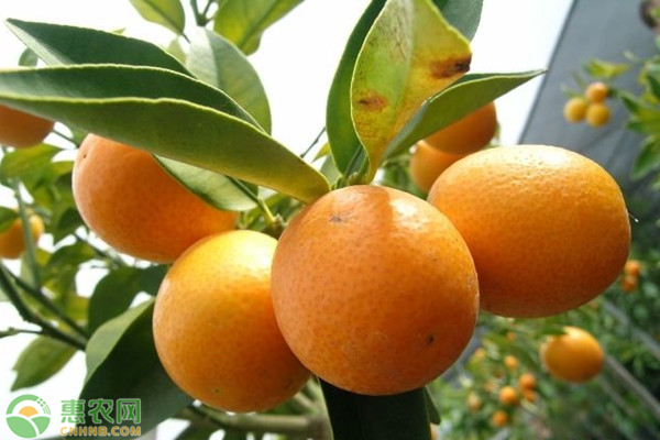 脆皮金桔高产种植方法