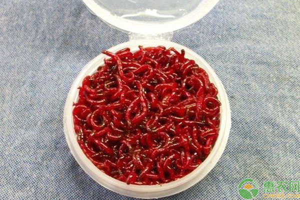 红虫人工养殖方法技术