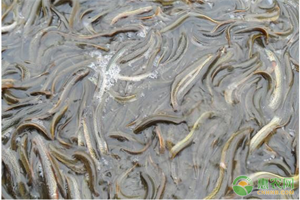 泥鰍的高產(chǎn)養(yǎng)殖新技術(shù)