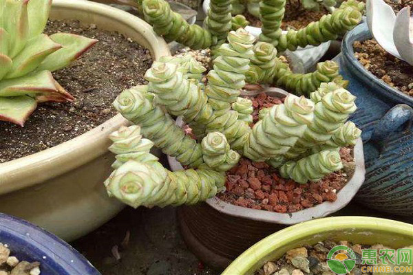 é±ä¸²çæ°æå»æ¤