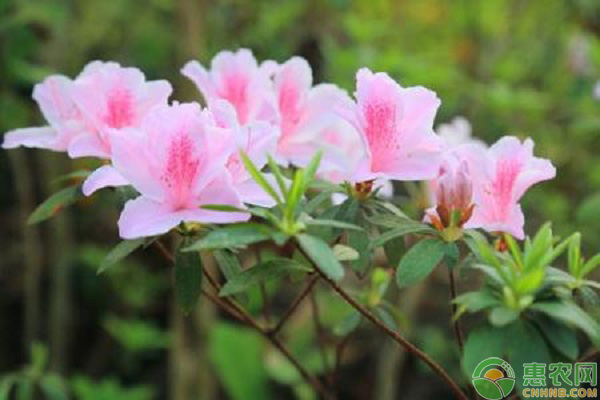杜鵑花