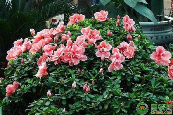 杜鵑花的養(yǎng)護技巧