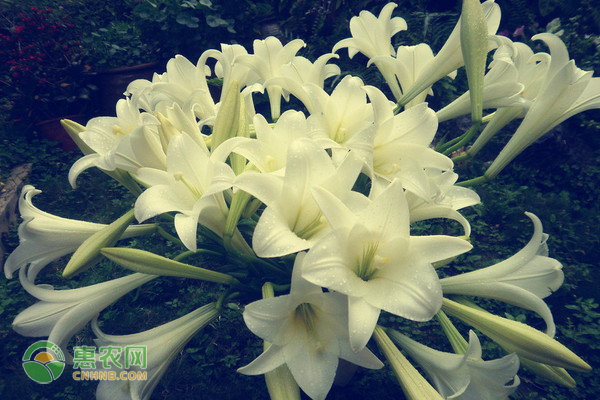 水仙百合的養(yǎng)殖方法及養(yǎng)護要點