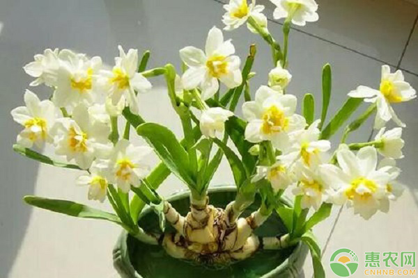 水仙花水養(yǎng)