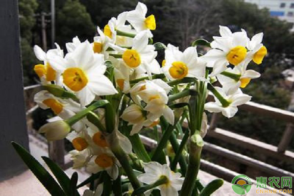 水仙花水養(yǎng)爛根