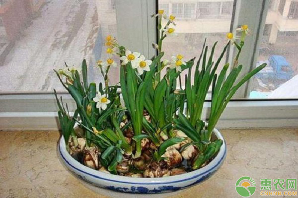 水仙花水養(yǎng)爛根防治