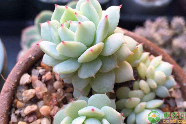 多肉植物緩根方法