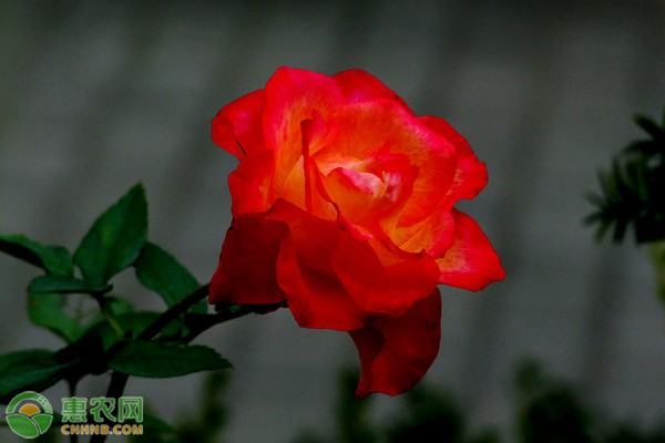 樹狀月季花的盆栽<a href='http://www.iweekee.cn/t/114990.html' class='j-href' target='_blank'><span style='color:#FF8001'>養(yǎng)殖方法</span></a>