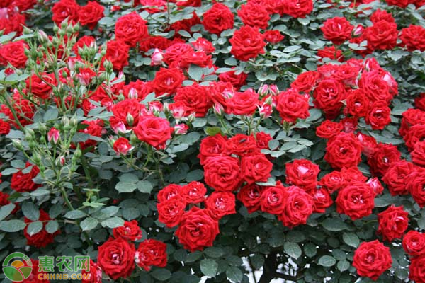 樹狀月季花的盆栽養(yǎng)殖
