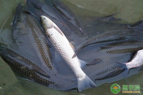 提高草魚(yú)產(chǎn)量的養(yǎng)殖關(guān)鍵要點(diǎn)