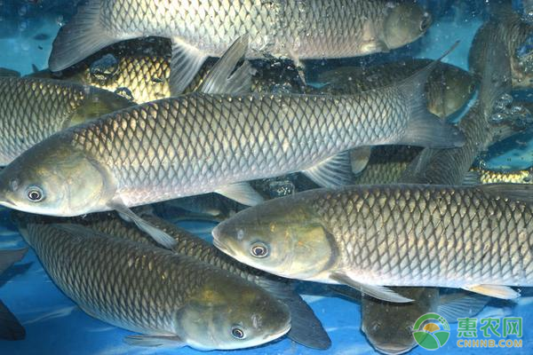 草魚(yú)的養(yǎng)殖關(guān)鍵要點(diǎn)介紹