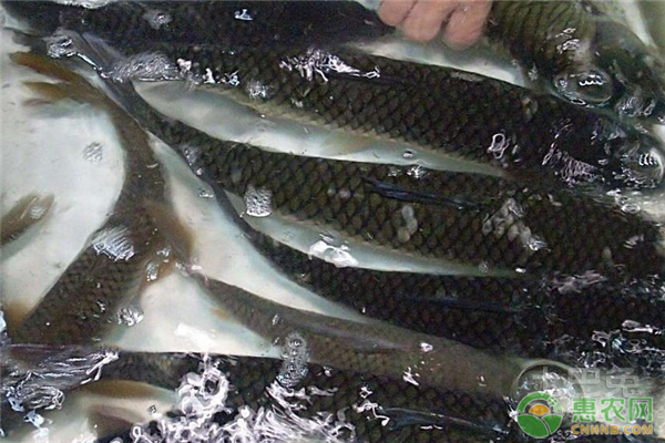 草魚(yú)的養(yǎng)殖要點(diǎn)