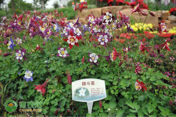 耬斗菜的養(yǎng)護(hù)方法及管理要點(diǎn)