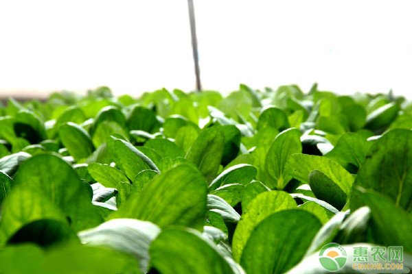 秋菠菜什么時(shí)候種植