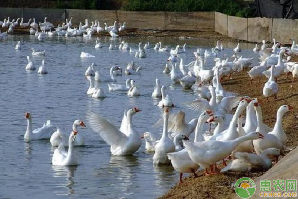 母鵝冬季飼養(yǎng)管理