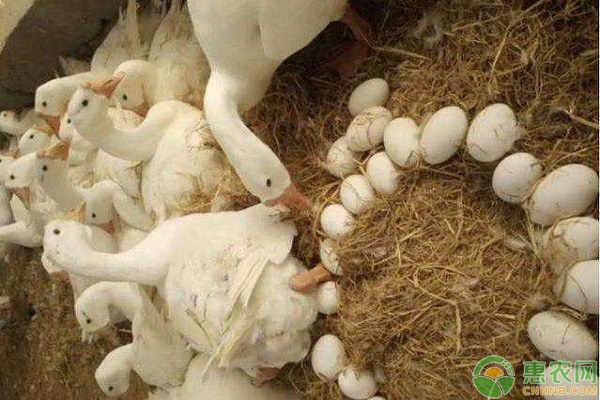  母鵝冬季飼養(yǎng)管理要點