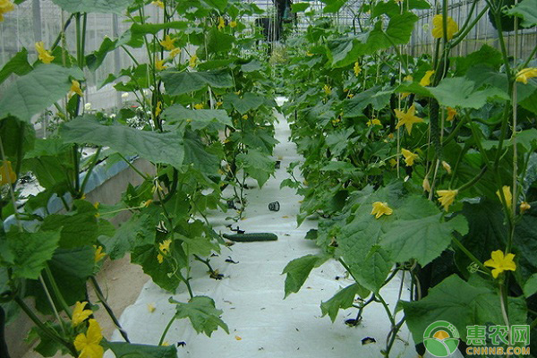冬天陽臺黃瓜的種植技術