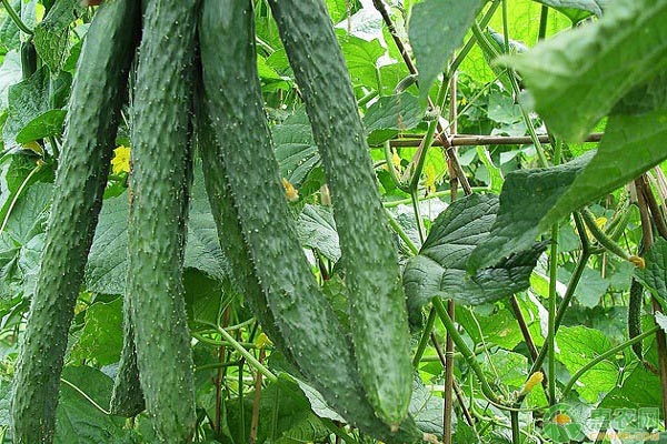 冬天陽臺黃瓜的種植技術