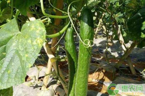 冬天陽臺黃瓜的種植技術