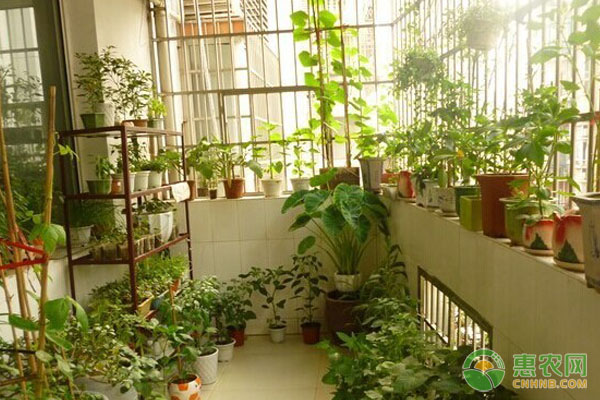 阳台青黄瓜种植技术及注意事项