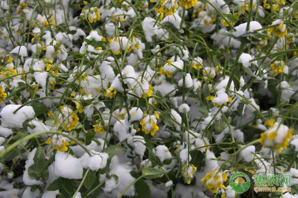 小雪前后油菜的田間管理要點