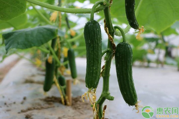 水果黃瓜陽臺(tái)種植技術(shù)