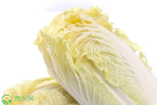 娃娃菜的產(chǎn)地和收獲季節(jié)
