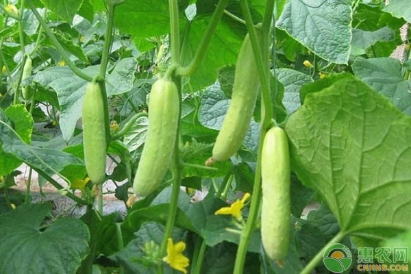 陽臺黃瓜種植技術(shù)