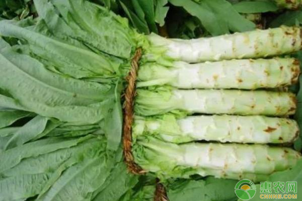 高產(chǎn)萵筍種植方法