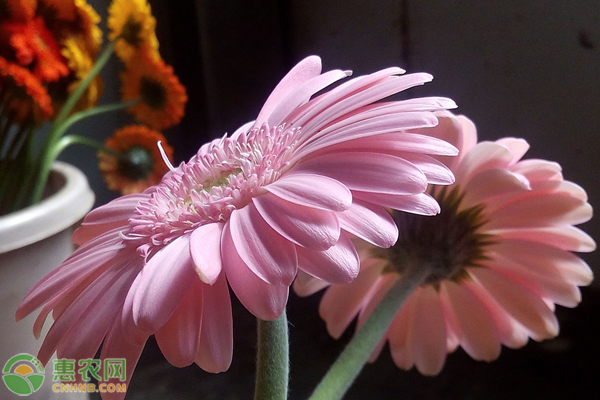 非洲菊該怎么種植