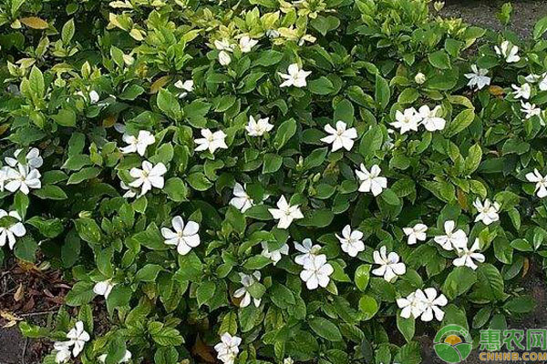 小葉梔子花開花時間