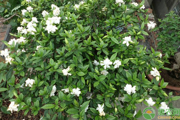 小葉梔子花養(yǎng)護
