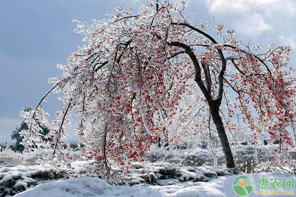 小雪果樹(shù)管理要點(diǎn)
