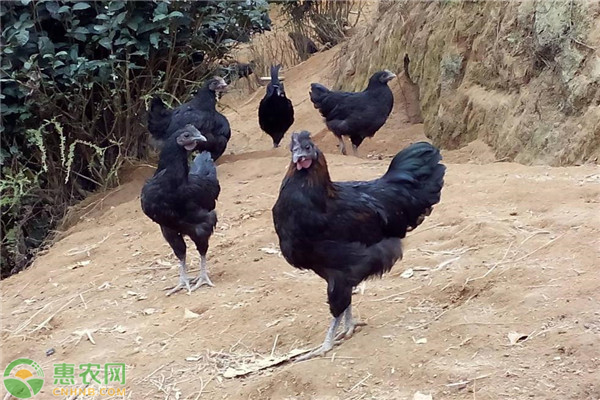 優(yōu)質(zhì)烏骨雞的養(yǎng)殖技術(shù)介紹