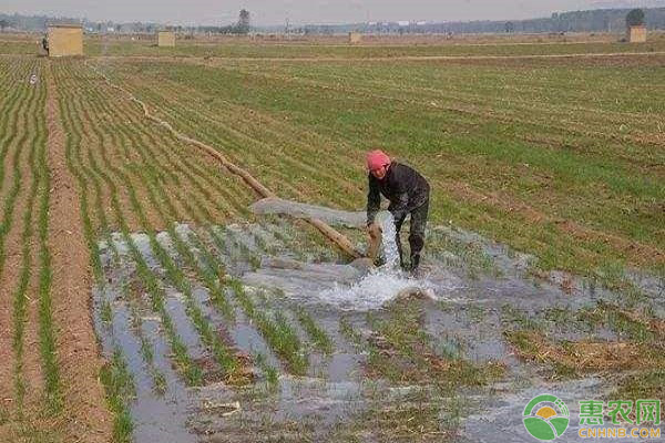 小麥澆凍水