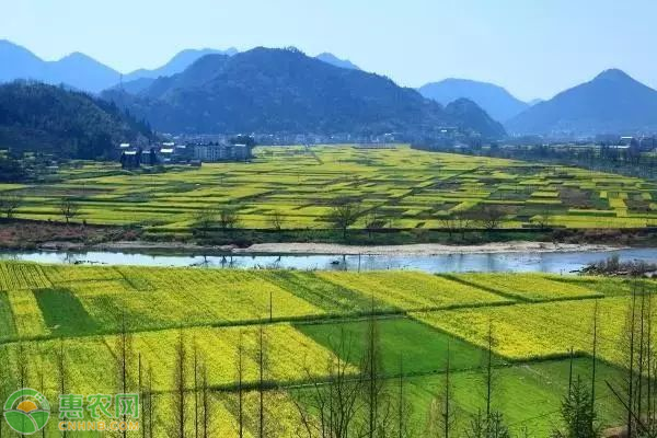 中國農(nóng)業(yè)產(chǎn)業(yè)化經(jīng)營的現(xiàn)狀