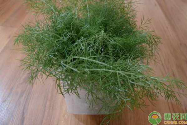 茴香陽臺(tái)種植方法和時(shí)間