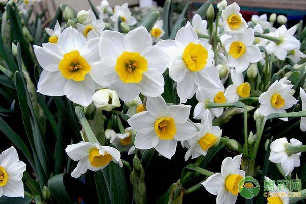 水仙花夏天怎么養(yǎng)？水仙花有幾種養(yǎng)殖方式？