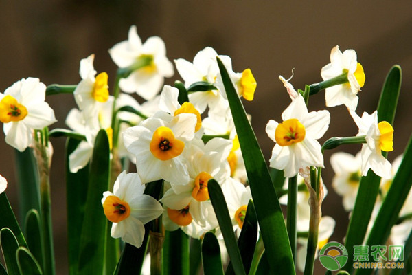 怎么養(yǎng)水仙花開豐富