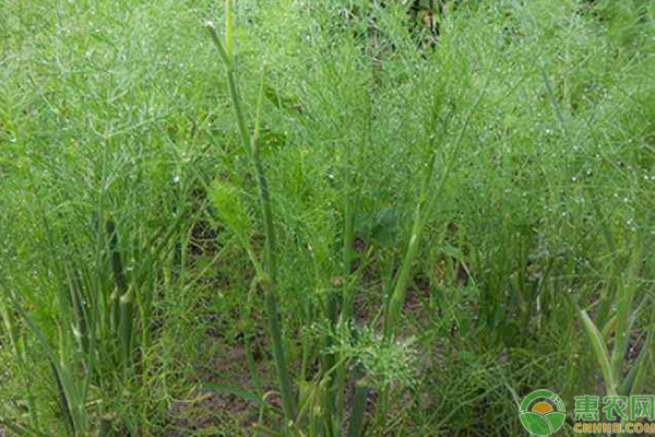 小茴香種植方法