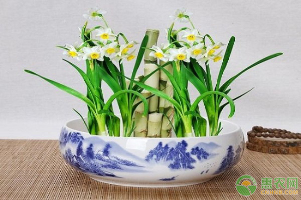 水仙花