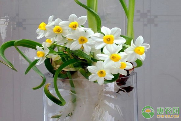 水仙花养护