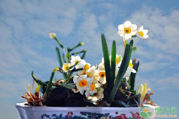 水仙花冬季养护要点