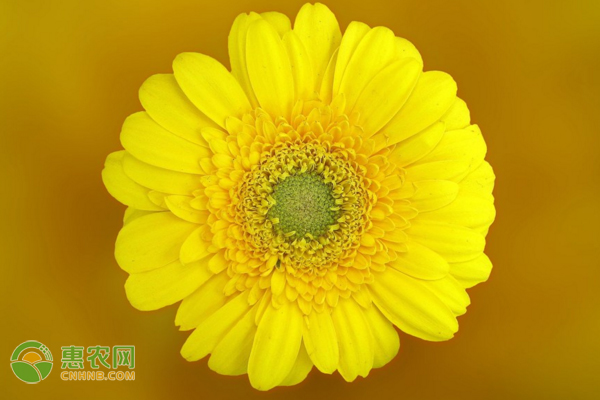 非洲菊如何種植？這幾大要點值得收藏！