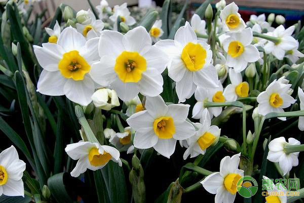 水仙花球春天怎么養(yǎng)？有哪些注意事項？