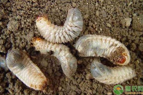 馬鈴薯地老虎危害如何防治？教你三招輕松預(yù)防！